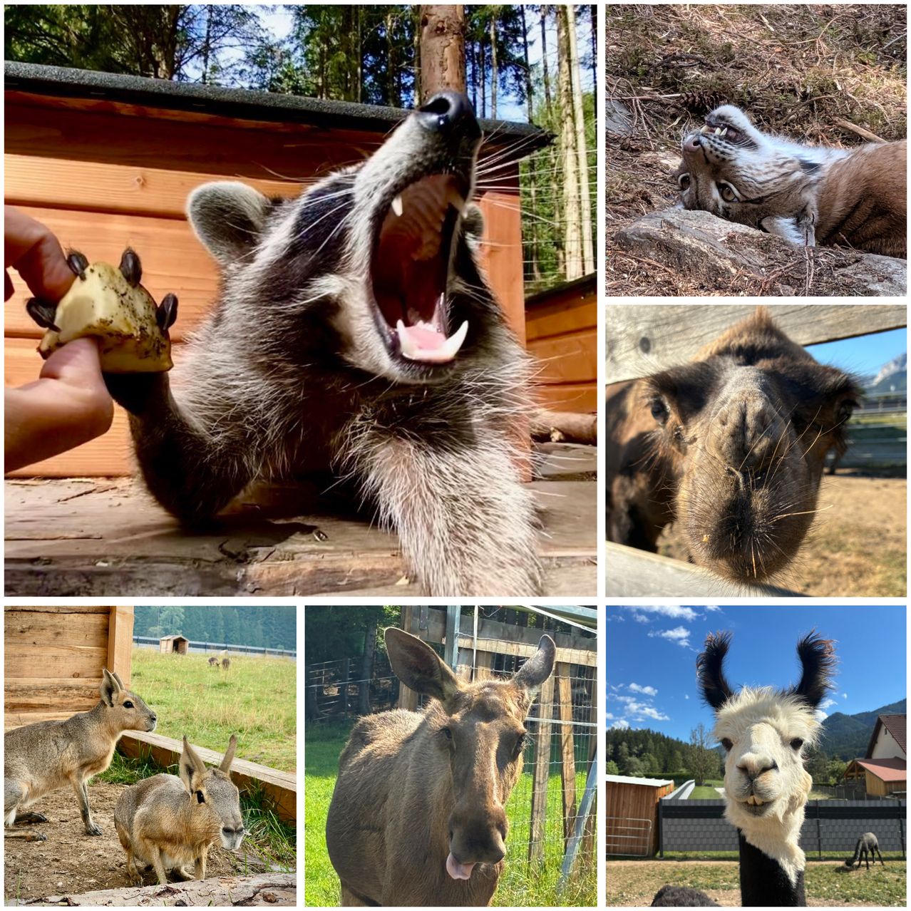 A collage of animals includes a yawning raccoon, a resting lynx, a curious deer, and a smiling alpaca.