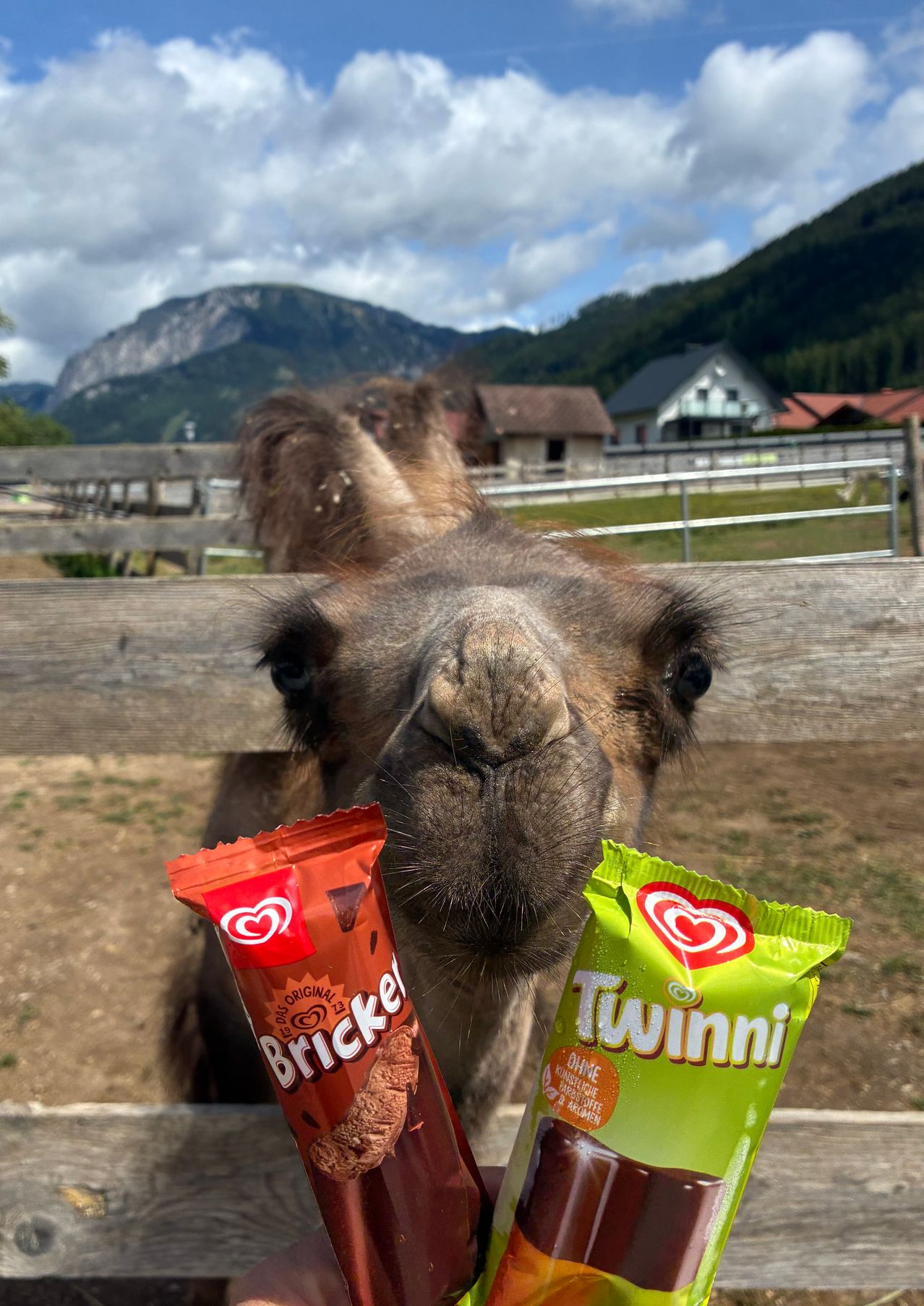 A camel is holding a chocolate bar and a green packet, with mountains and houses in the background.