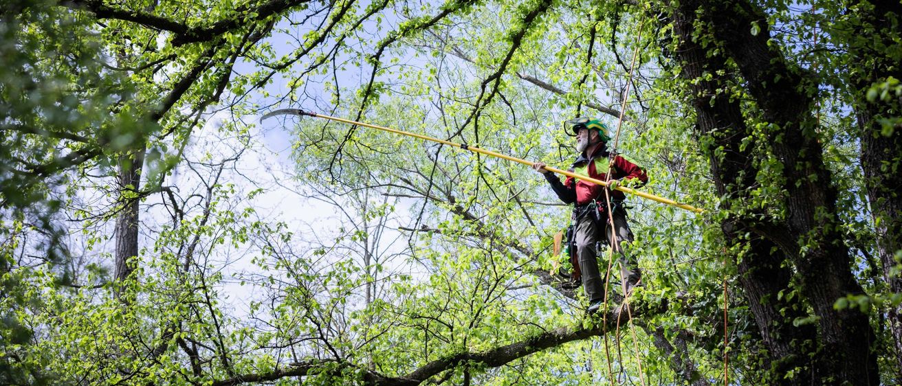 A man in a red jacket and green hat is using a long yellow pole to trim branches from a tree.