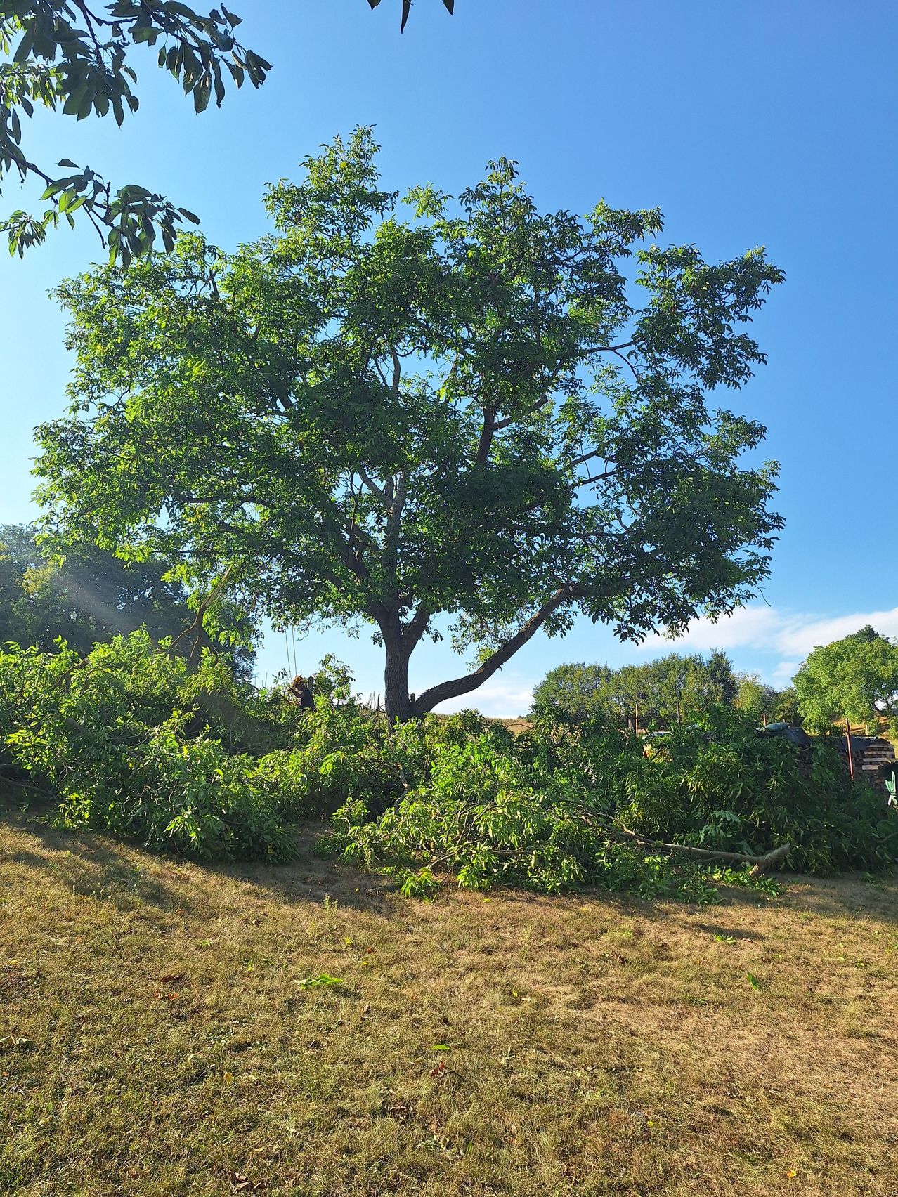 A large tree stands tall in a field, surrounded by fallen branches and leaves. The sky is clear and blue.