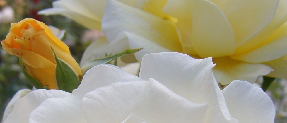 Eine Nahaufnahme einer weißen Rosenblüte mit gelben Blütenblättern im Hintergrund. Die Blütenblätter sind ordentlich angeordnet, und die gelbe Rose ist leicht verschwommen.