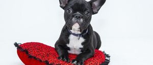 Bild enthält, Animal, Bulldog, Canine, Dog, French Bulldog, Mammal, Pet