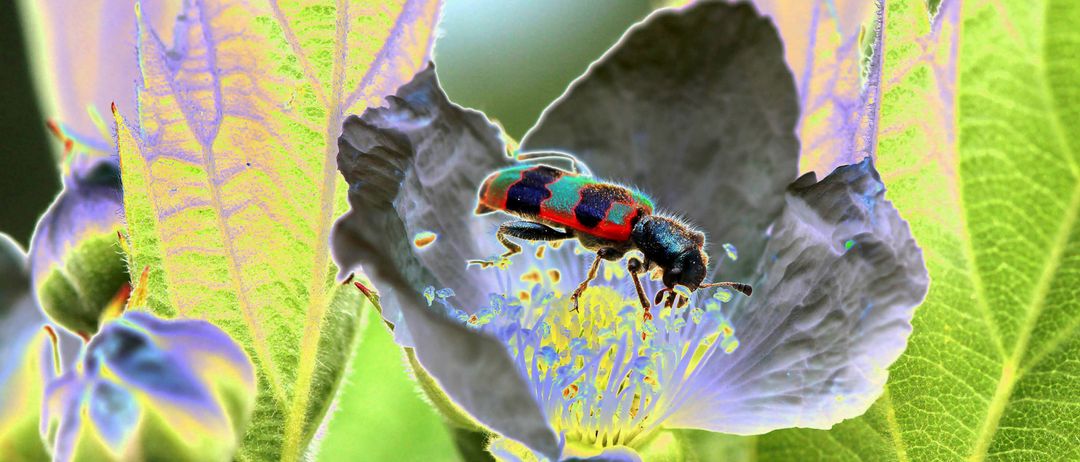 Ein farbenfroher Käfer mit schwarzen, roten und blauen Flecken sitzt auf einer Blume mit lila Blütenblättern und gelben Staubgefäßen. Der Hintergrund ist ein verschwommener grüner Blätterhintergrund.