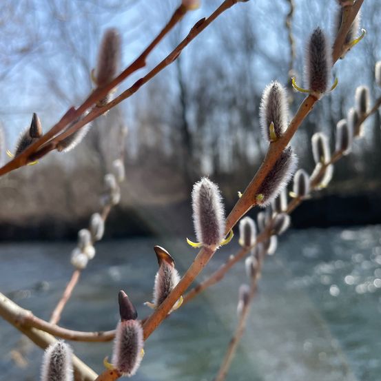 Ein Nahaufnahme von einem Ast mit zahlreichen Kätzchen im Flusshintergrund. Die Kätzchen sind flauschig und sind in einer Reihe entlang der Äste angeordnet.