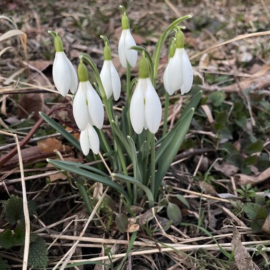 Ein Büschel von Schneeglöckchenblumen mit grünen Stielen wächst im Boden. Der Boden ist mit trockenem Gras bedeckt.