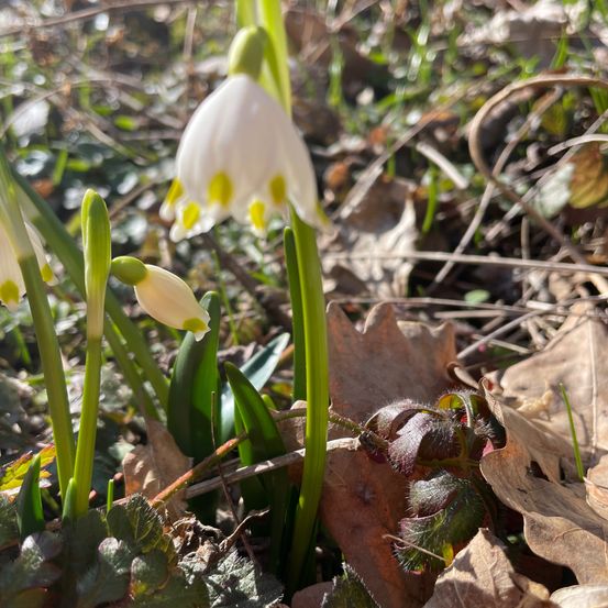 Eine Nahaufnahme von weißen Schneeglöckchenblüten, die inmitten gefallener Blätter und grüner Stängel in einer natürlichen Umgebung blühen.