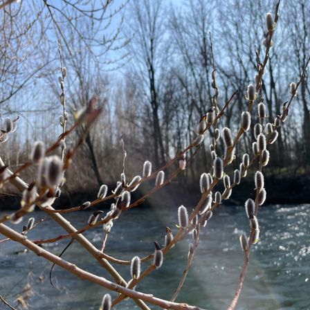 Ein Fluss mit Bäumen im Hintergrund, Zweige mit knospenden Weidenkätzchen im Vordergrund, sonnenbaden.