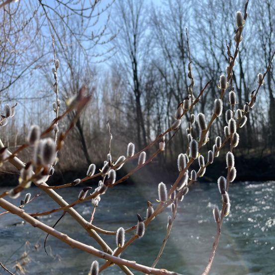 Ein Fluss mit Bäumen im Hintergrund, Zweige mit knospenden Weidenkätzchen im Vordergrund, sonnenbaden.