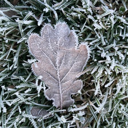 Ein Blatt, möglicherweise von einer Eiche, ist auf einem Grasfeld mit Frost bedeckt. Die Frostkristalle sind auf dem Blatt und dem Gras sichtbar.