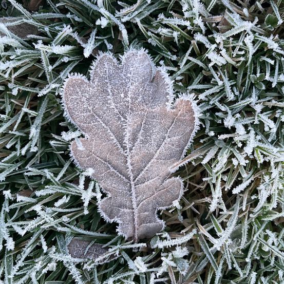 Ein Blatt, möglicherweise von einer Eiche, ist auf einem Grasfeld mit Frost bedeckt. Die Frostkristalle sind auf dem Blatt und dem Gras sichtbar.