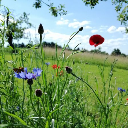 Bild enthält, Field, Grassland, Meadow, Anemone, Flower, Petal, Grass, Daisy, Summer, Geranium