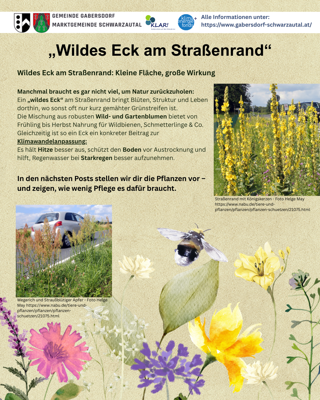 An image with text and images of wild eck plants along roadsides. The text explains the benefits of planting wild eck, such as providing food for wildlife and reducing soil erosion. It also mentions that minimal care is required for these plants.