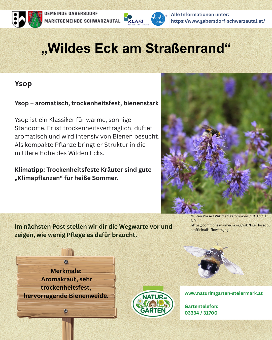 Ein Text über Wildpflanzen beschreibt Ysop, ein aromatisches, trockenheitsverträgliches, bienenfreundliches Kraut, das an warmen, sonnigen Standorten gedeiht und Struktur in der Mitte des Wilden Ecks bringt.