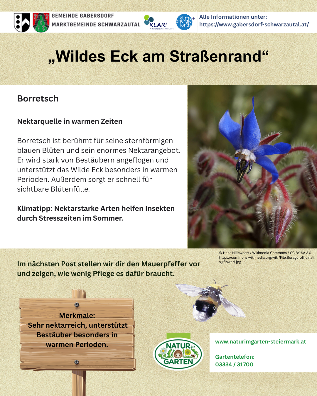 Das Bild zeigt eine Blume mit blauen Blütenblättern, einem gelben Zentrum und roten Staubblättern. Sie ist als 'Borrettsch' beschriftet und beschreibt ihre Anziehungskraft auf Bienen. Im Hintergrund sind eine Biene und ein Holzschild mit Text über die Nektarreichtum der Blume zu sehen.