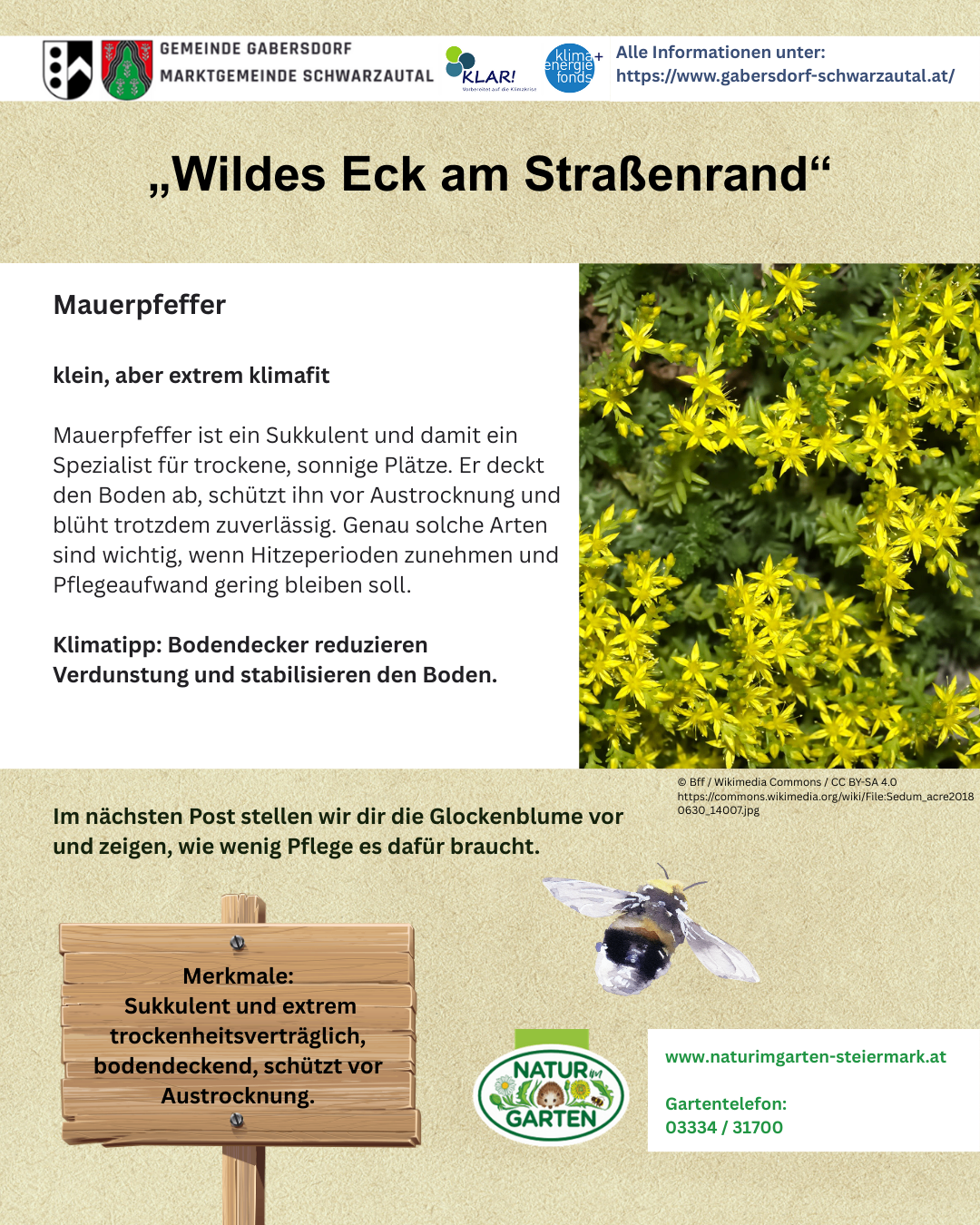 Ein Poster für die Mauerpfeffer (Sedum acre) Pflanze, das ihre Eigenschaften als Sukkulente und ihre Vorteile für den Boden hervorhebt. Das Bild zeigt die Pflanze in Blüte mit gelben Blüten und betont ihre Trockenheitsresistenz und bodenschützenden Eigenschaften.