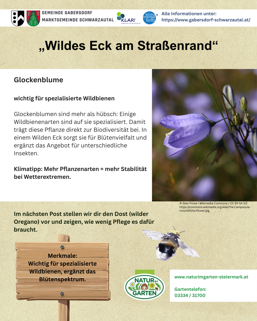 Das Bild zeigt eine Wilde-Eck-Pflanze, die für spezialisierte Wildbienen wichtig ist und die Biodiversität fördert. Sie gedeiht in wilden Gebieten, bietet vielfältige Blüten und unterstützt verschiedene Insekten.