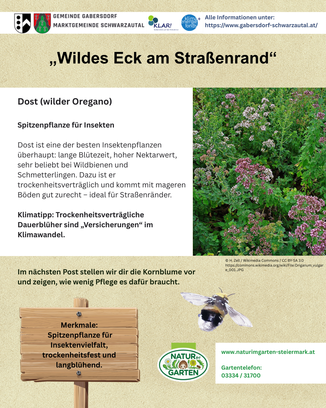 Die Anzeige für Dost, eine wilde Oregano-Pflanze, hebt ihre Vorteile als Insektenpflanze hervor, mit langer Blütezeit, hohem Nektarwert und Trockenheitsverträglichkeit. Ideal für Straßenrandbepflanzung. Der nächste Beitrag wird Kornblumen und ihre Pflegeleichtigkeit behandeln.