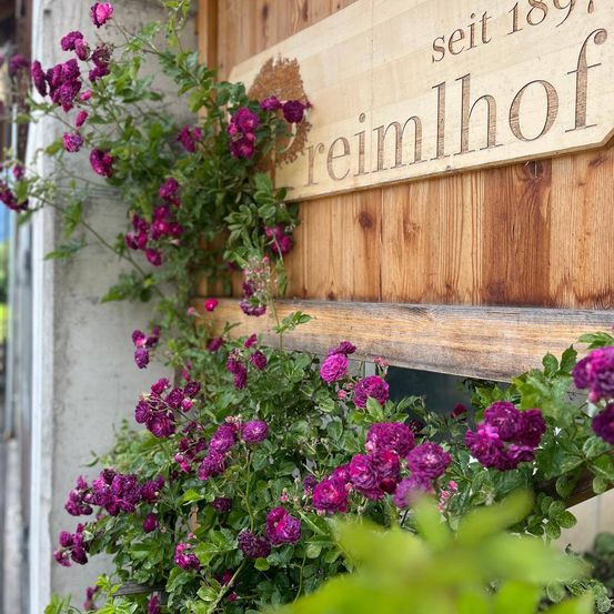 Bild enthält, Potted Plant, Flower, Geranium, Vegetation, Petal, Interior Design, Dahlia, Purple, Planter, Herbal