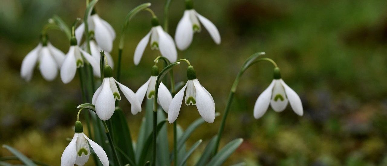 Bild enthält, Amaryllidaceae, Flower, Plant, Petal