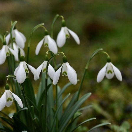 Bild enthält, Amaryllidaceae, Flower, Plant, Petal