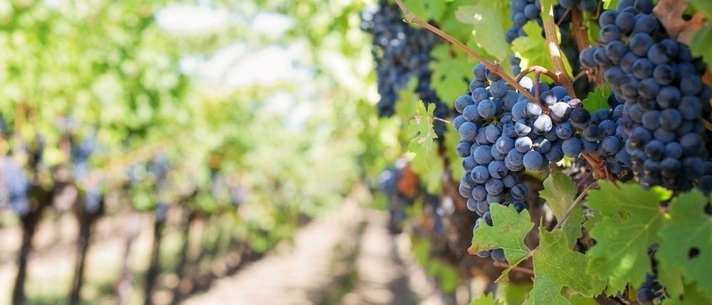 A close-up view of ripe, dark purple grapes hanging on a vine in a vineyard with green leaves and a blurred background.