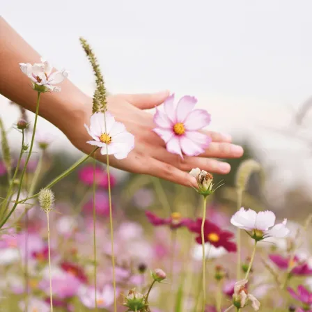 Eine Hand greift sanft nach einer rosa Blume mit gelben Blütenblättern inmitten eines Blumenfeldes. Der Hintergrund ist weich und verschwommen weiß.