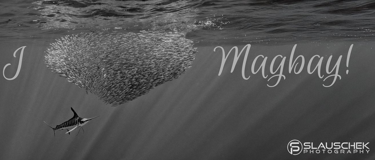 Ein Schwarz-Weiß-Bild unter Wasser zeigt eine Fischschwarm in einer kreisförmigen Formation, mit dem Wort 'M' unten rechts.