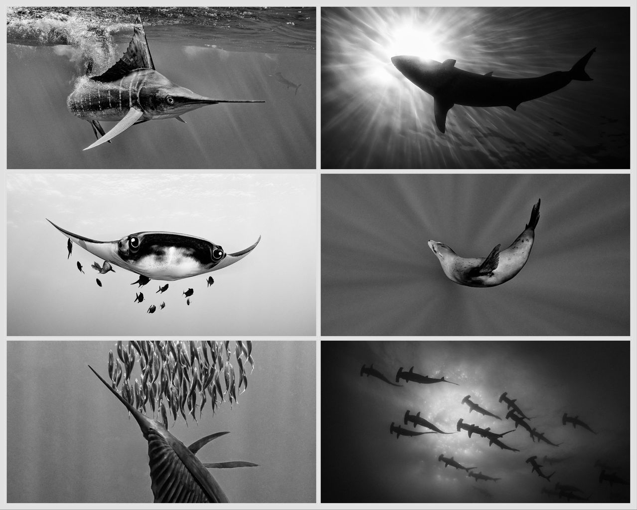 Eine Reihe schwarz-weißer Unterwasserfotos zeigt einen Schwertfisch, einen Hai, einen Seehund, eine Fischschule und eine weitere Hammerhaischule.