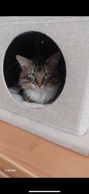 A close-up of a cat's face peering out of a circular hole in a cat bed at 12:39 PM.