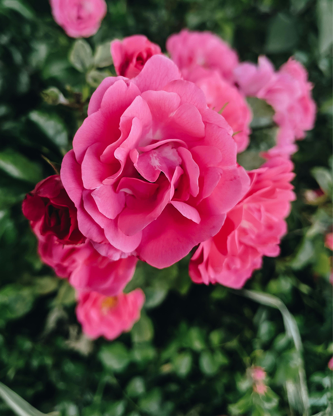 Ein Nahaufnahme mehrerer rosa Rosen mit leuchtenden Blütenblättern und grünen Blättern im Hintergrund.