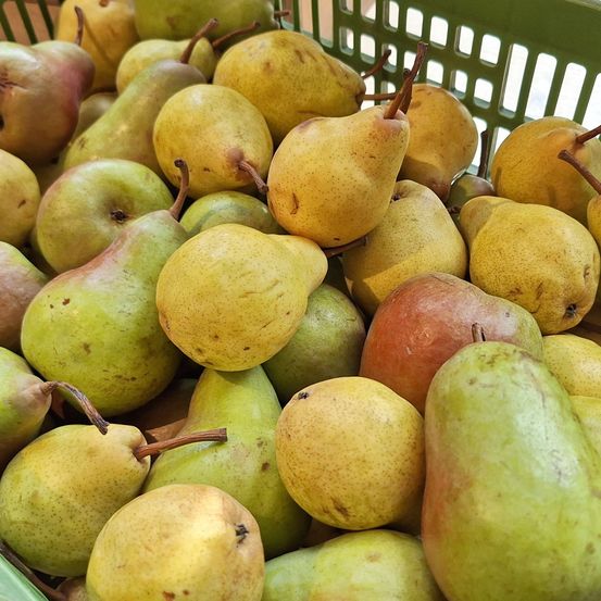 Ein grüner Korb gefüllt mit verschiedenen Birnen in unterschiedlichen Farben und Größen. Einige Birnen sind gelb, grün und rötlich-braun und zeigen verschiedene Reifegrade.