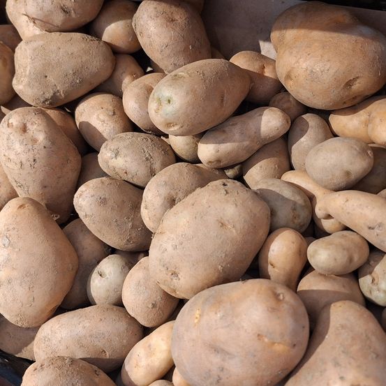 Ein Haufen brauner Kartoffeln mit unterschiedlichen Größen und Formen. Sie sind in einem Behälter angeordnet, möglicherweise zum Verkauf.