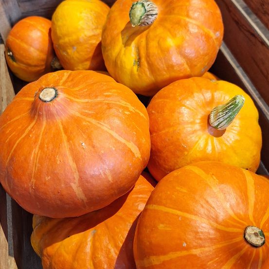 Ein Holzkasten gefüllt mit runden, orangefarbenen Kürbissen. Die Kürbisse haben unterschiedliche Größen und grüne Stiele. Sie haben eine glatte, glänzende Schale.