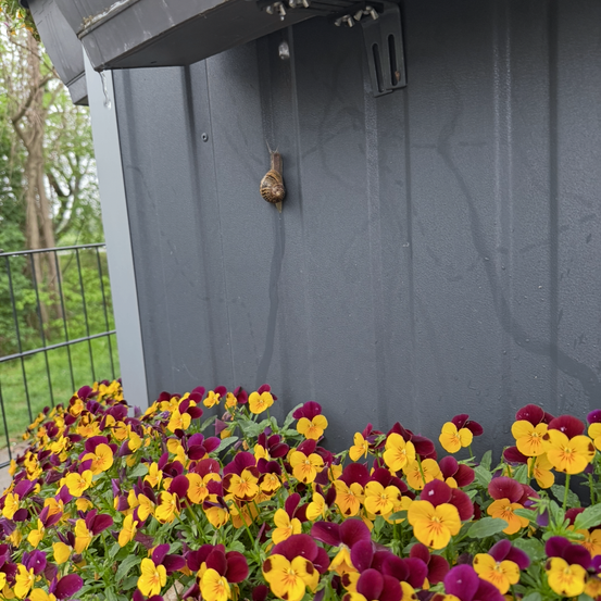 Eine graue Wand mit Blumen und einer Schnecke, die daran hochklettert.