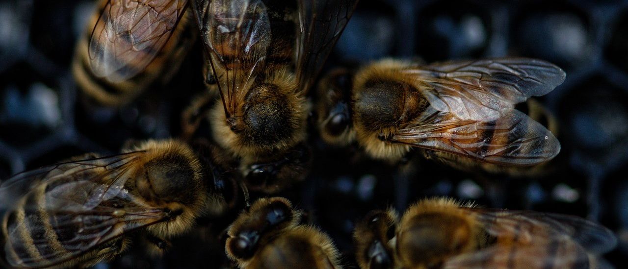 Bild enthält, Animal, Bee, Honey Bee, Insect, Invertebrate, Apidae, Bumblebee, Wasp