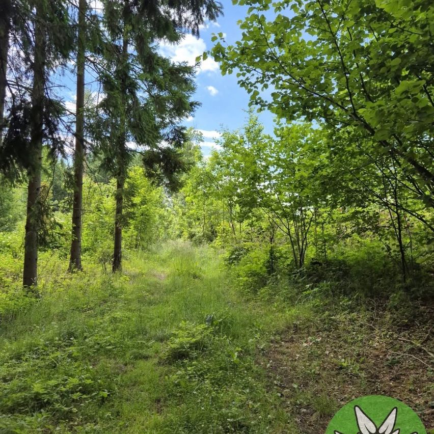 Ein dichter Wald mit hohen Bäumen und einem grasigen Pfad, der in den Wald führt. Sonnenlicht filtert durch das Blätterdach und erhellt das Grün.