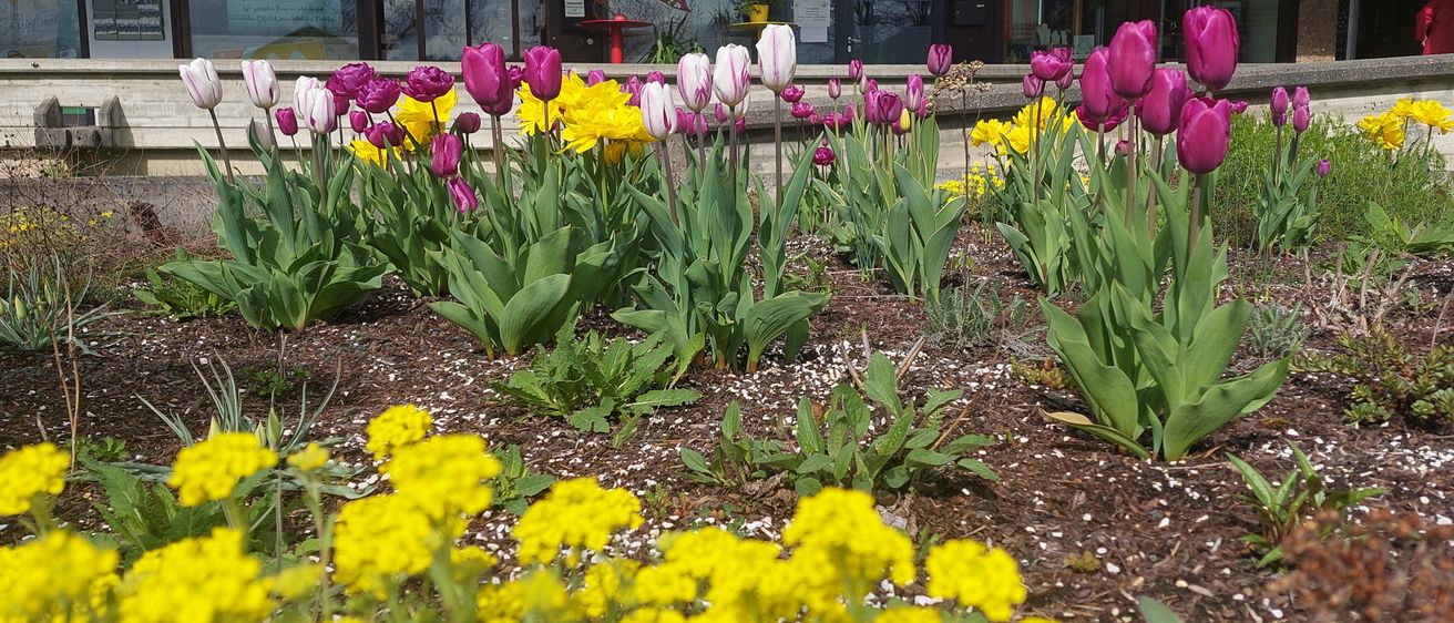 Ein Garten mit gelben und lila Tulpen, die vor einem Gebäude blühen.