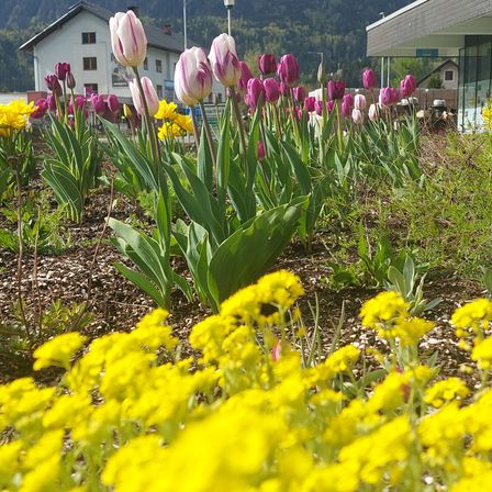 Ein Garten mit einer Vielzahl farbenfroher Blumen, darunter Tulpen, Gänseblümchen und andere Blumen vor einem Haus mit einem Gebirgszug im Hintergrund.