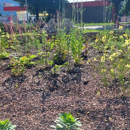 Bild enthält, Soil, Vegetation, Garden, Nature, Outdoors, Herbal, Herbs, Yard, Backyard, Park