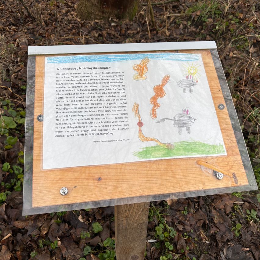 Ein Freiluft-Ausstellungsschild informiert über den Schieling Baum und zeigt eine Zeichnung eines Kaninchens. Der Text liefert historische Informationen und betont die Bedeutung des Baumschutzes.