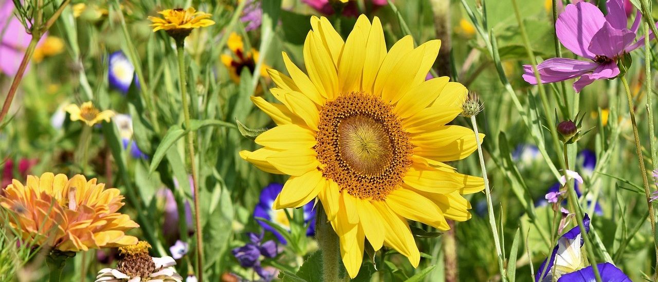 Eine Sonnenblume steht hervor in einem farbenfrohen Garten, gefüllt mit verschiedenen Blumen, einschließlich Gänseblümchen und Zinnien, unter einem klaren blauen Himmel.