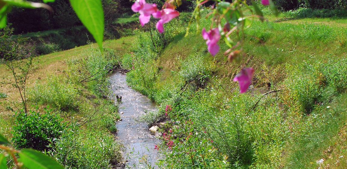 Ein kleiner Bach mit rosa Blumen an den Seiten fließt durch ein Grasland mit Bäumen im Hintergrund.