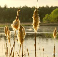 Ein ruhiger See mit mehreren Rohrkolbenpflanzen im Vordergrund. Der Hintergrund zeigt einen Wald mit einem Hauch von goldenem Sonnenlicht.