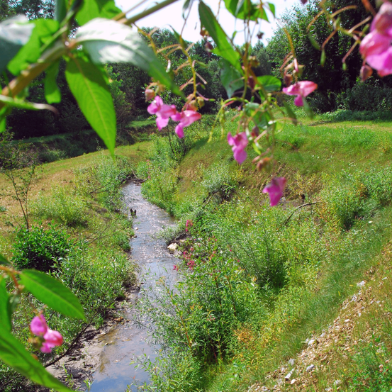 Ein kleiner Bach fließt durch ein saftiges Feld mit rosa Blumen und grünen Blättern. Bäume und Büsche umgeben das Gebiet.