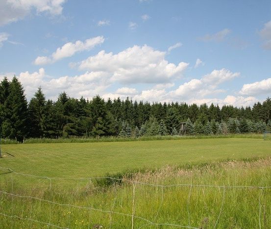Ein offenes Grasfeld mit Fußballtoren auf der linken und einem Zaun auf der rechten Seite, umgeben von hohen Bäumen.