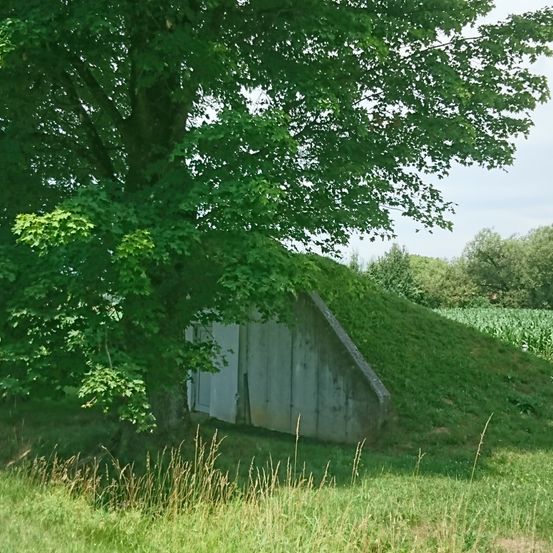 Ein Betonbunker mit einer weißen Tür ist mit Gras bedeckt und von einem Baum in einem Feld umgeben. Im Hintergrund ist ein klarer Himmel und ein Maisfeld.