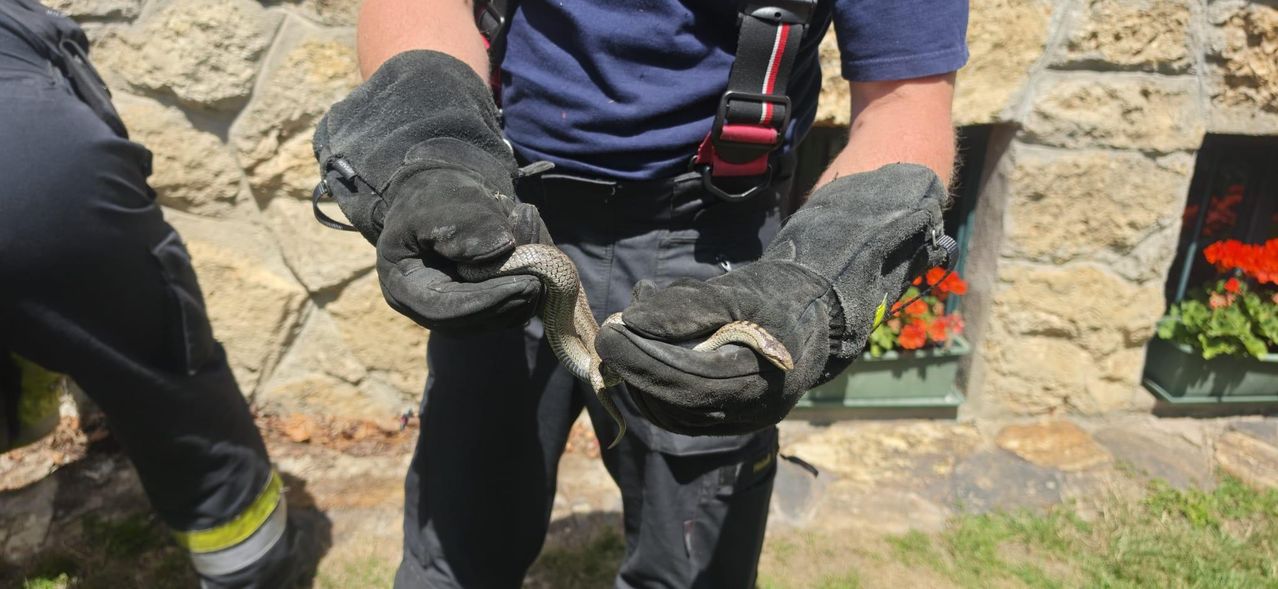 Eine Person mit Handschuhen hält eine kleine Schlange zwischen ihren Händen.
