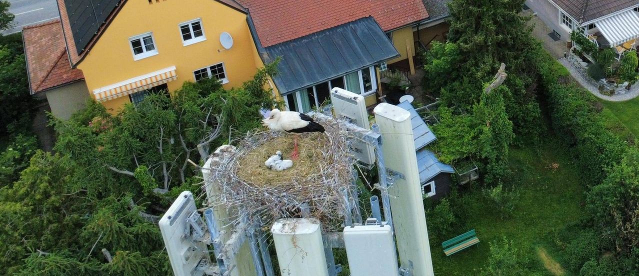 A stork stands on a nest with two chicks, perched atop a tall pole in a yard near a yellow house with a red roof and a satellite dish.
