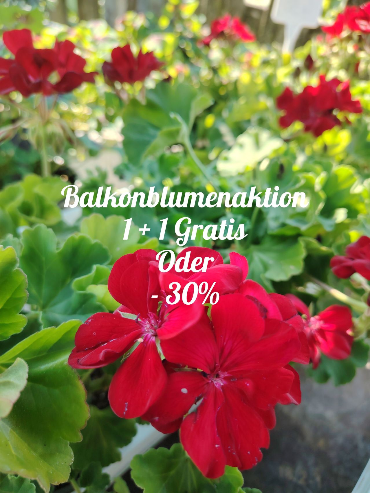 Ein Nahaufnahme von leuchtend roten Blumen mit grünen Blättern, die den Text 'Balkonblumenaktion 1+1 Gratis Oder -30%' zeigen. Die Blumen sind wahrscheinlich Teil einer Balkonblumen-Aktion mit Gratisartikel oder 30% Rabatt.