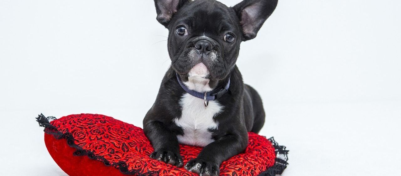 Bild enthält, Animal, Bulldog, Canine, Dog, French Bulldog, Mammal, Pet